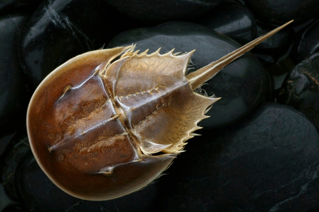 Horseshoe Crab