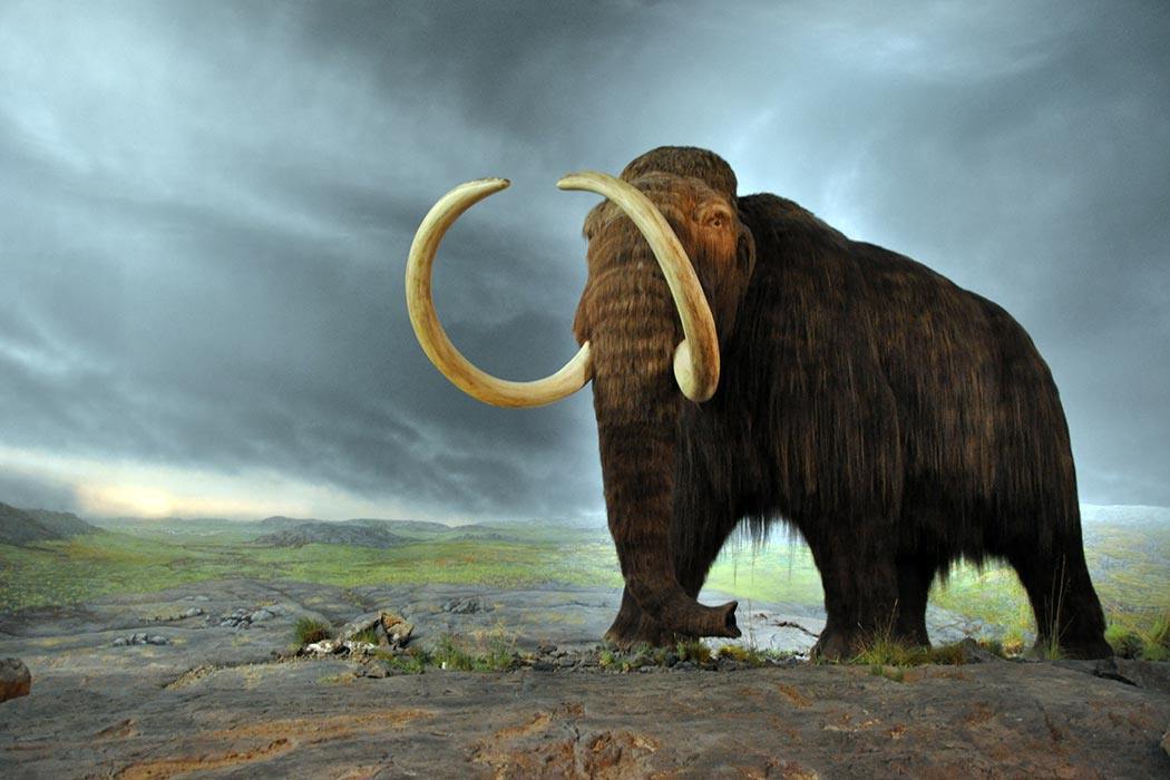 Wolly Mammoth model at the Royal BC Museum