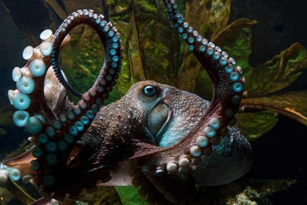 Inky the octopus swimming in a tank at the National Aquarium of New Zealand in Napier, New Zealand. Courtesy of the National Aquarium of New Zealand