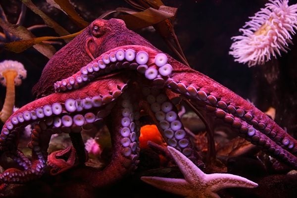 Close-up of a pink octopus in the sea with a starfish