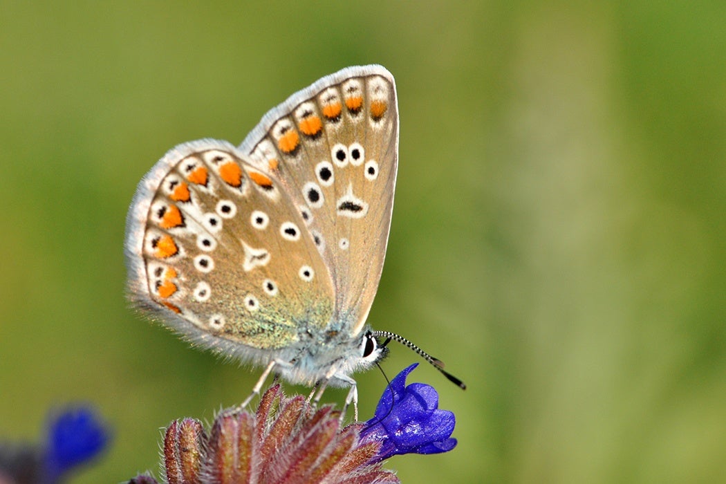 Common Blue Butterfly