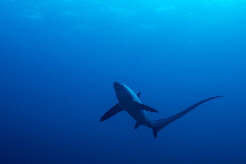 Common thresher shark