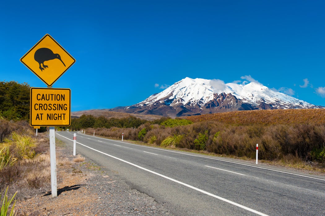 Rats are killing kiwis and other birds in New Zealand