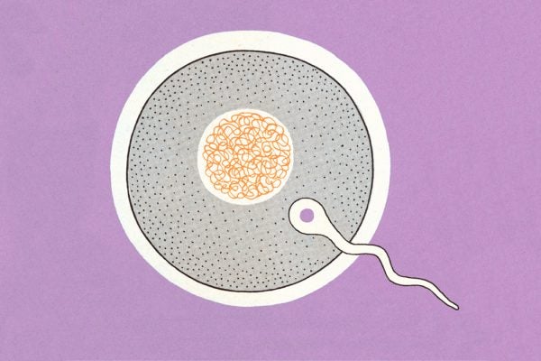 An illustration of a sperm and an egg
