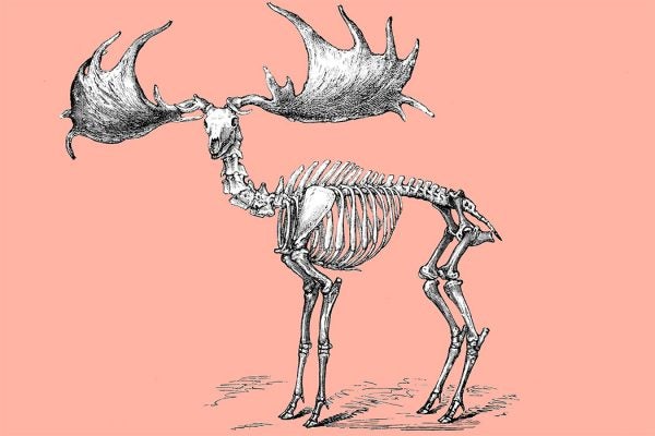 A moose skeleton