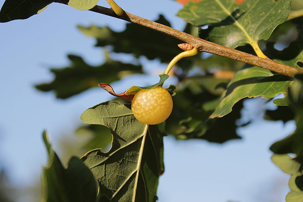 A developing Gall on a Quercus pubescens caused by the insect Cynips quercusfolii.