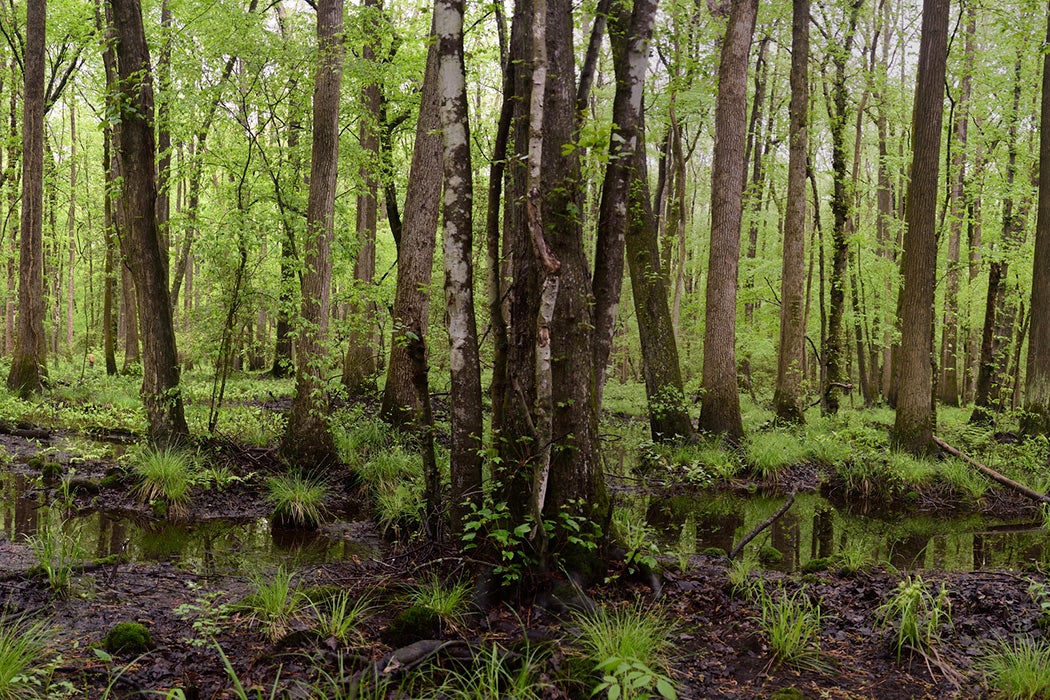 A small panorama of the wetlands and marshes along the Pocomoke River in Worcester county on Maryland's eastern shore