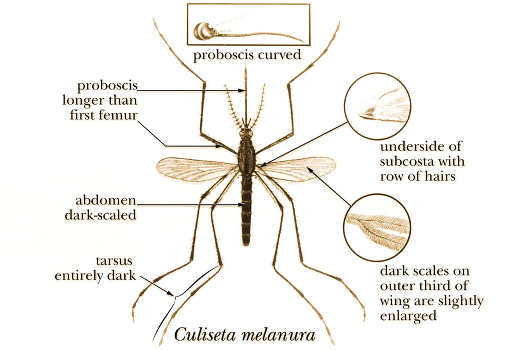 An illustration of a Culiseta melanura mosquito.