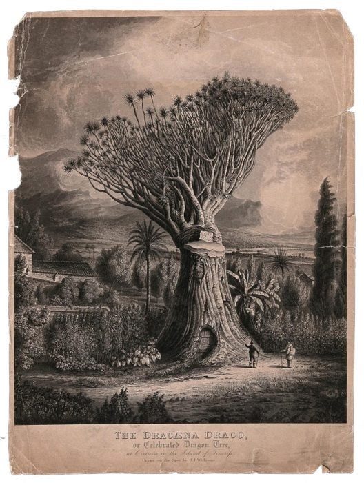 An old dragon tree