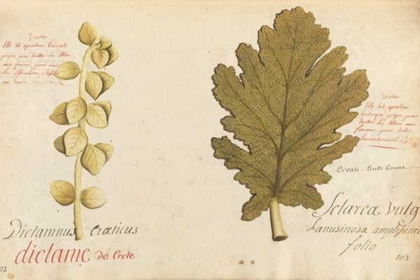 Botanical manuscript of 450 watercolors of flowers and plants