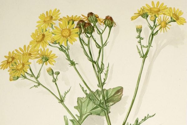 Watercolor No.185, Marsh Ragwort
