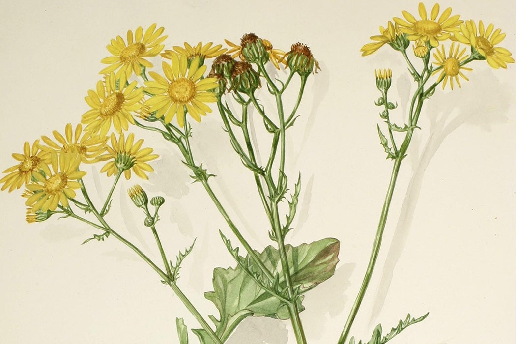 Watercolor No.185, Marsh Ragwort