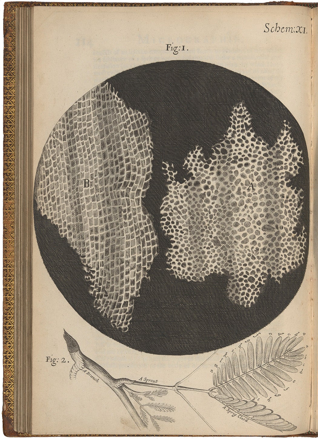 Engraving, magnified view of two different sections of the pores of cork, and a branch; Schem. 11. From 'Micrographia: or some physiological descriptions of minute bodies made by magnifying glasses with observations and Inquiries thereupon' by Robert Hooke, Fellow of the Royal Society, 1665.