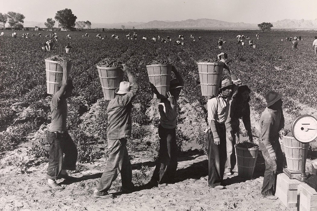 Pea Pickers Line Up on Edge of Field at Weigh Scale, near Calipatria, Imperial Valley, California by Dorothea Lange