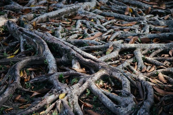 Roots and leaves
