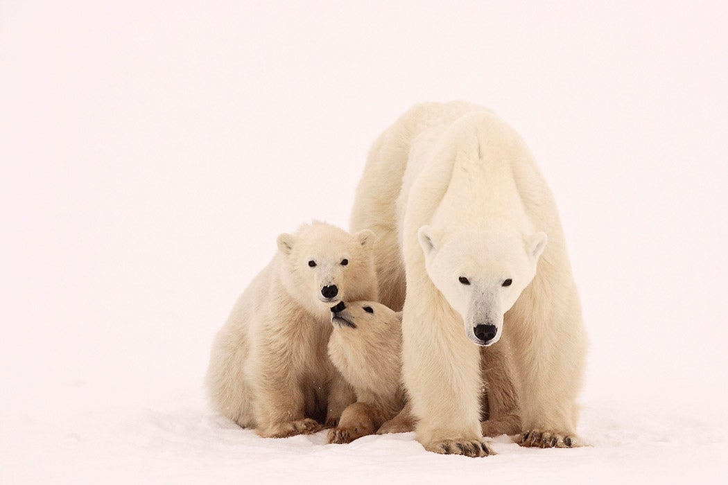 Polar bear and cubs