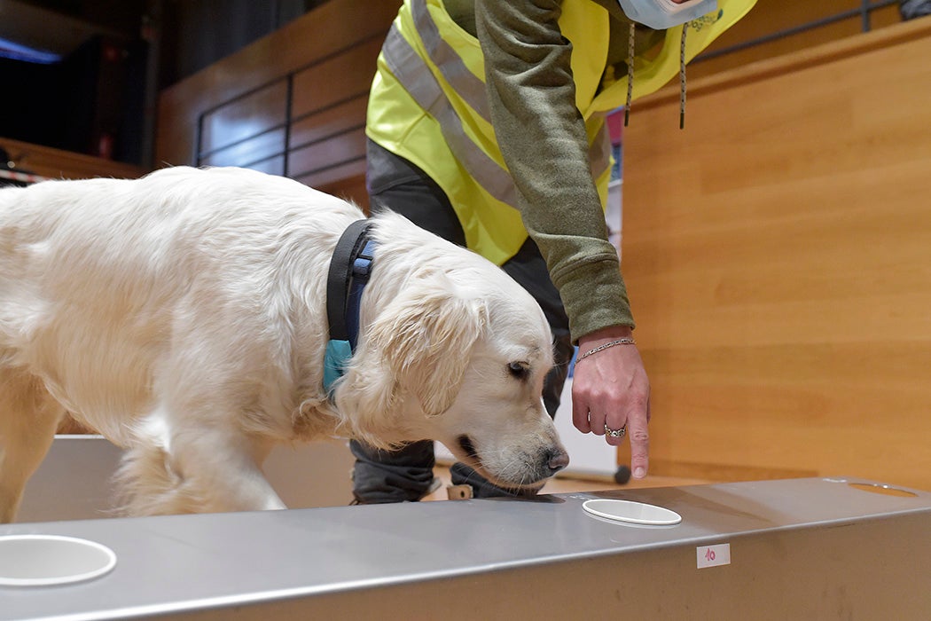 Dog sniffing the used masks on January 18, 2021 in Bolzano, Italy. These dogs are trained to sniff the Covid-19 infections by Molecolar Dog Italy, a company created on the purpose to work with the Bolzano local health organization, the first in Italy to perform this kind of investigations. Masks are put into single paper cups by the students and taken away from the class, then if the dogs sniffs a potential Covid-19 case, he/she crouches in front of the infected cup and the student undergoes a swab to confirm the infection.