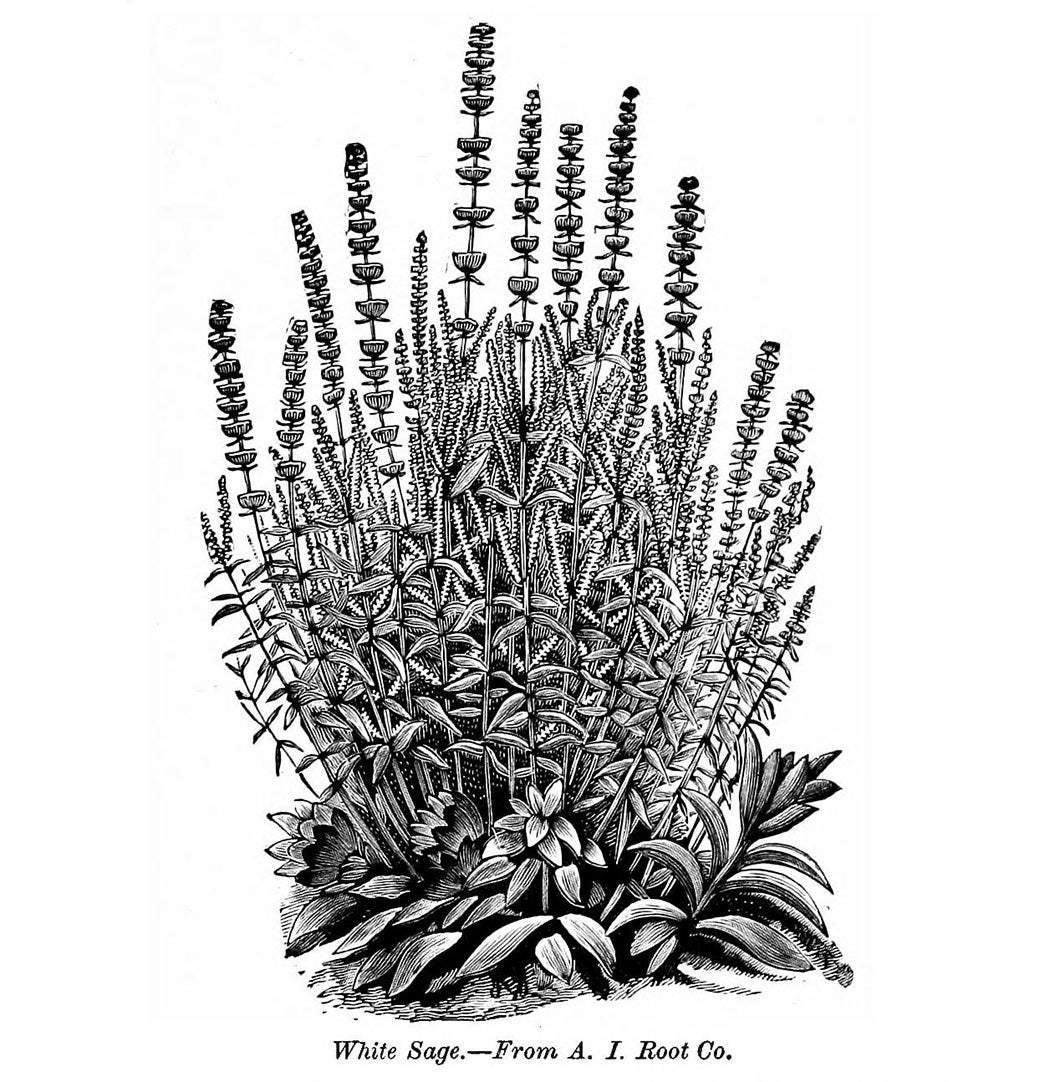An illustration of white sage