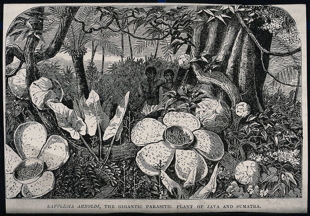 While nineteenth-century illustrations of Rafflesia arnoldii often included native guides next to the plant for scale, the contributions of Indigenous knowledge were routinely ignored or appropriated without acknowledgment by Western botanists.