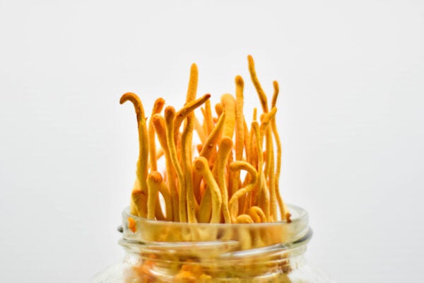 Cordyceps militaris