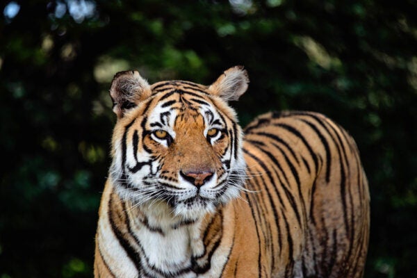 Image taken at Tiger Canyon Private Game Reserve, Free State, South Africa.