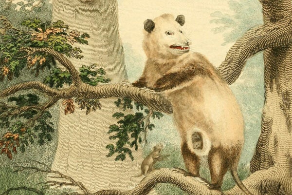 The Virginia opossum