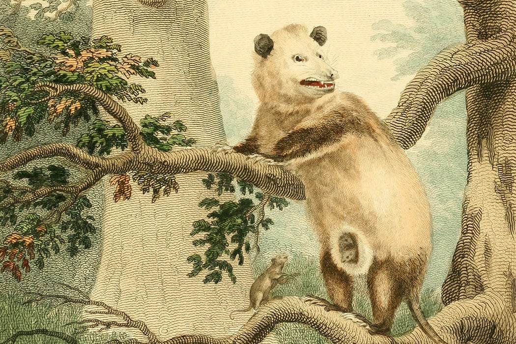 The Virginia opossum