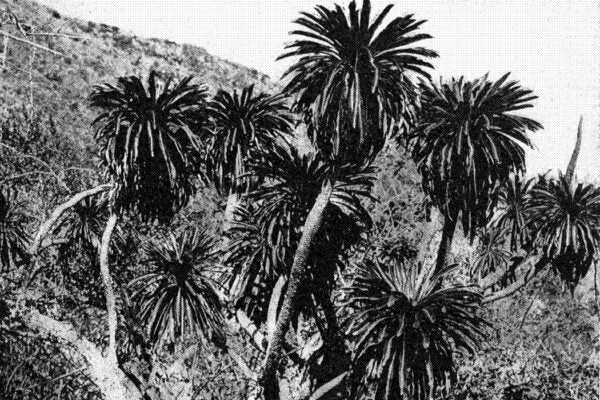 A photograph of Cyanea pohaku from The indigenous trees of the Hawaiian Islands (1913)
