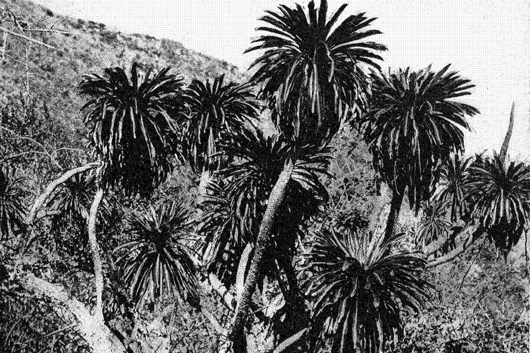 A photograph of Cyanea pohaku from The indigenous trees of the Hawaiian Islands (1913)