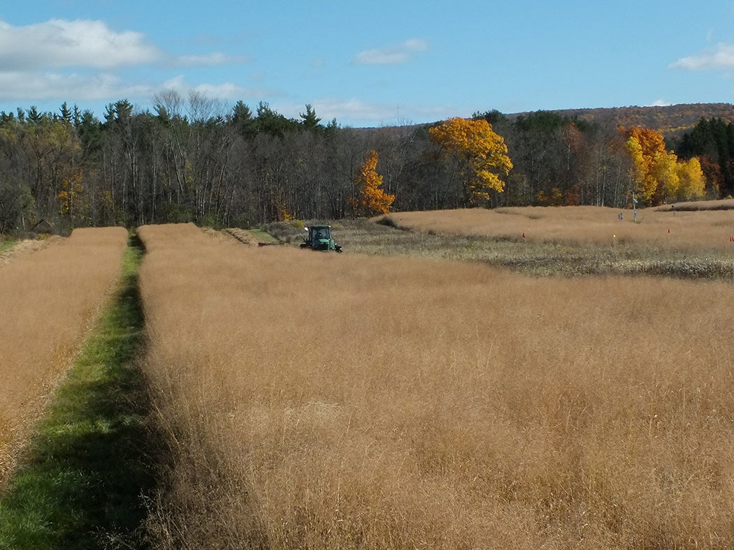 An experimental plot of switchgrass at Cornell University being harvested in 2016