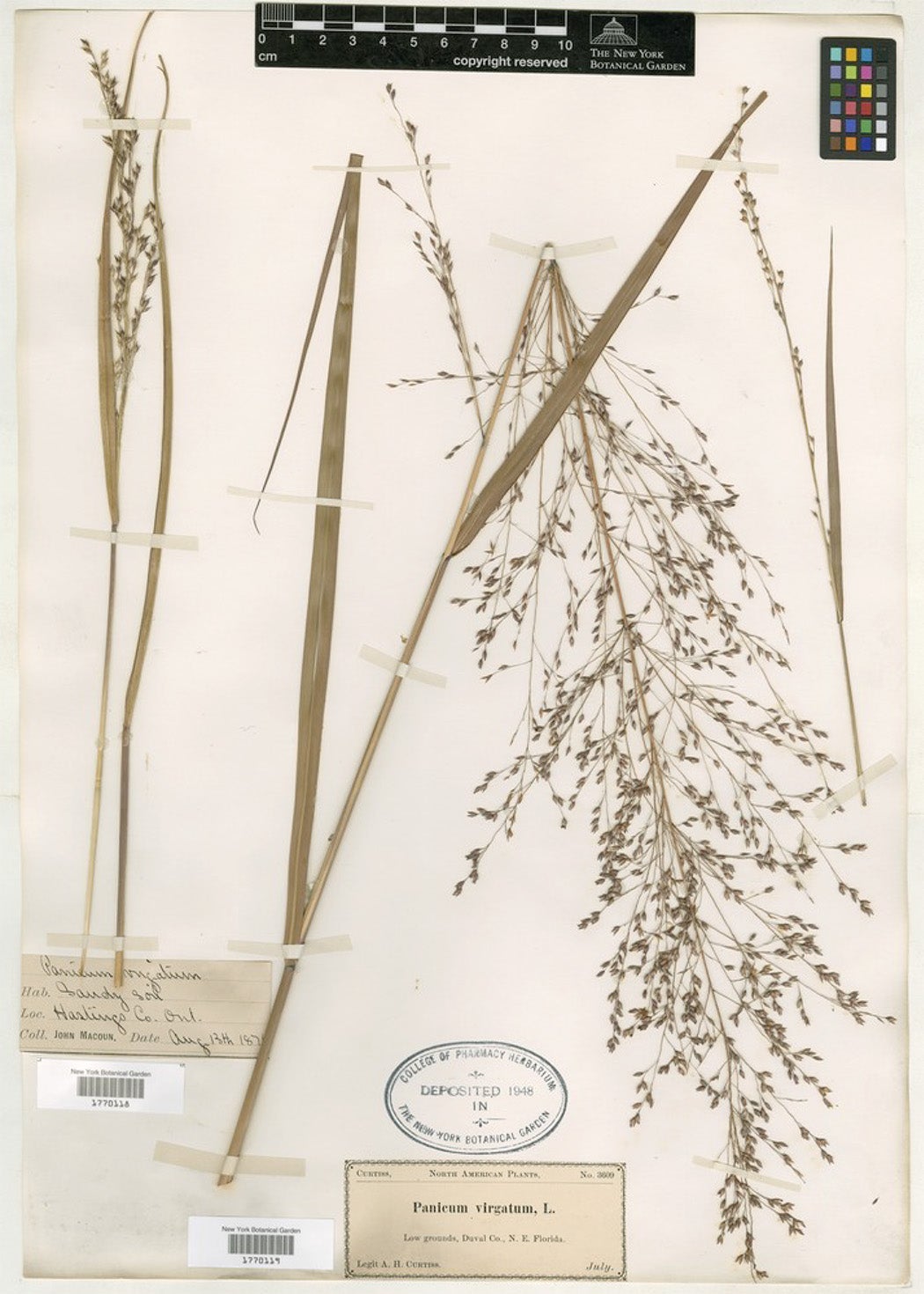 Switchgrass herbarium specimen from the New York Botanical Garden.