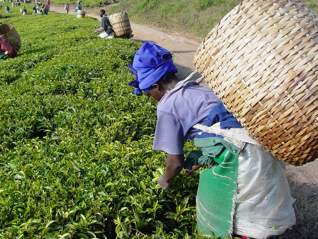 Plantation worker picking tea in Tanzania, 2005. Photo by Martin Benjamin
