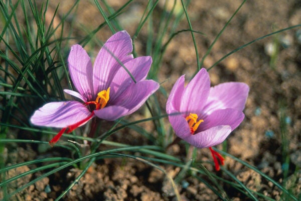 Crocus sativus