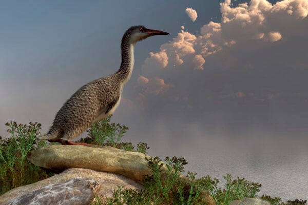 Hesperornis on the shoreline.