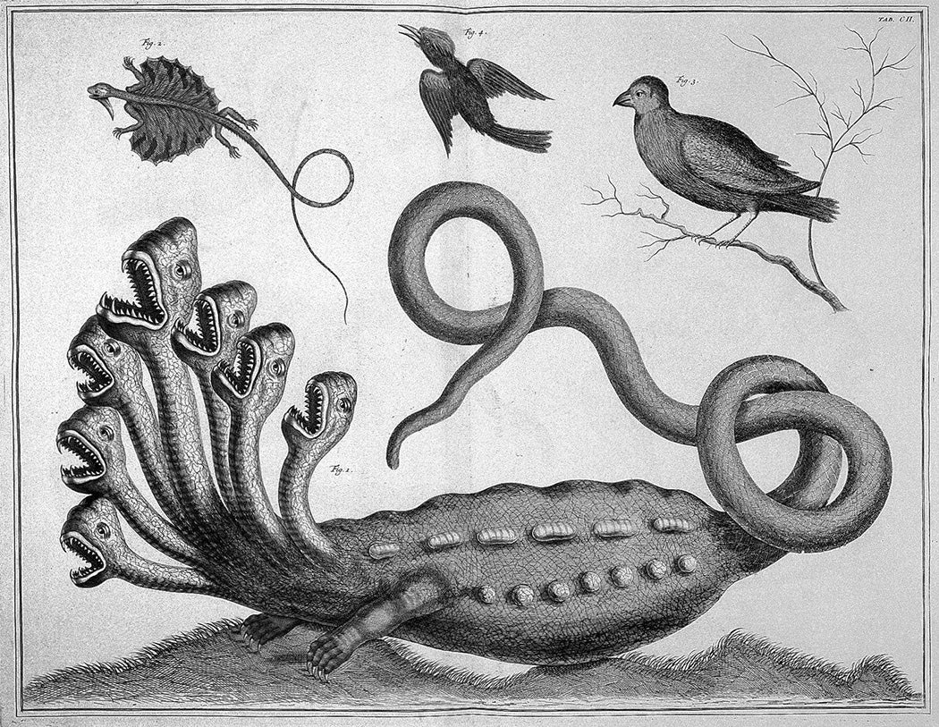 A. Seba, Locupletissimi rerum naturalium