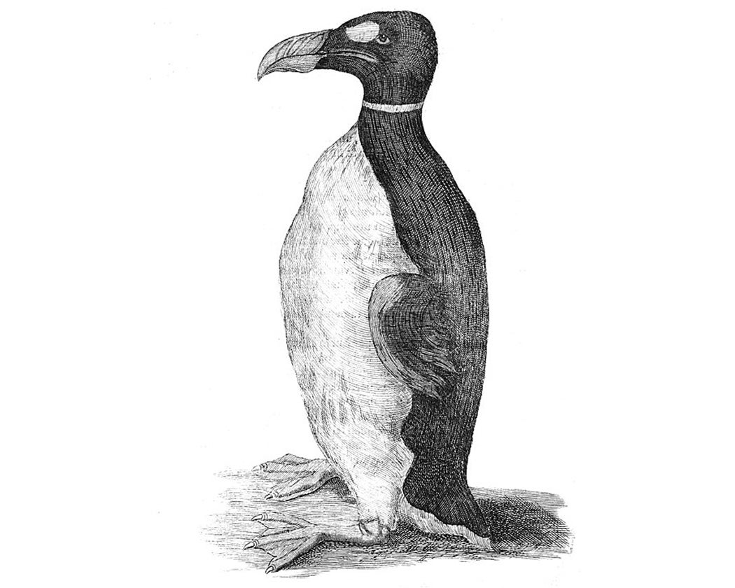 Only known illustration of a Great Auk drawn from life, Ole Worm's pet received from the Faroe Islands, which was figured in his book Museum Wormianum.