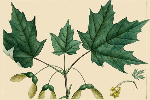 Sugar maple (Acer saccharum) in The North American Sylva by François André Michaux. Illustration by Henri-Joseph Redouté, 1819.