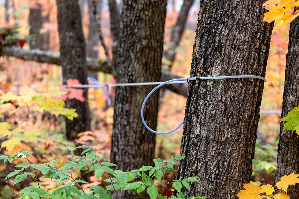 Tubing lines run between maple trees at Wild Country Maple Products in Lutsen, Minnesota.