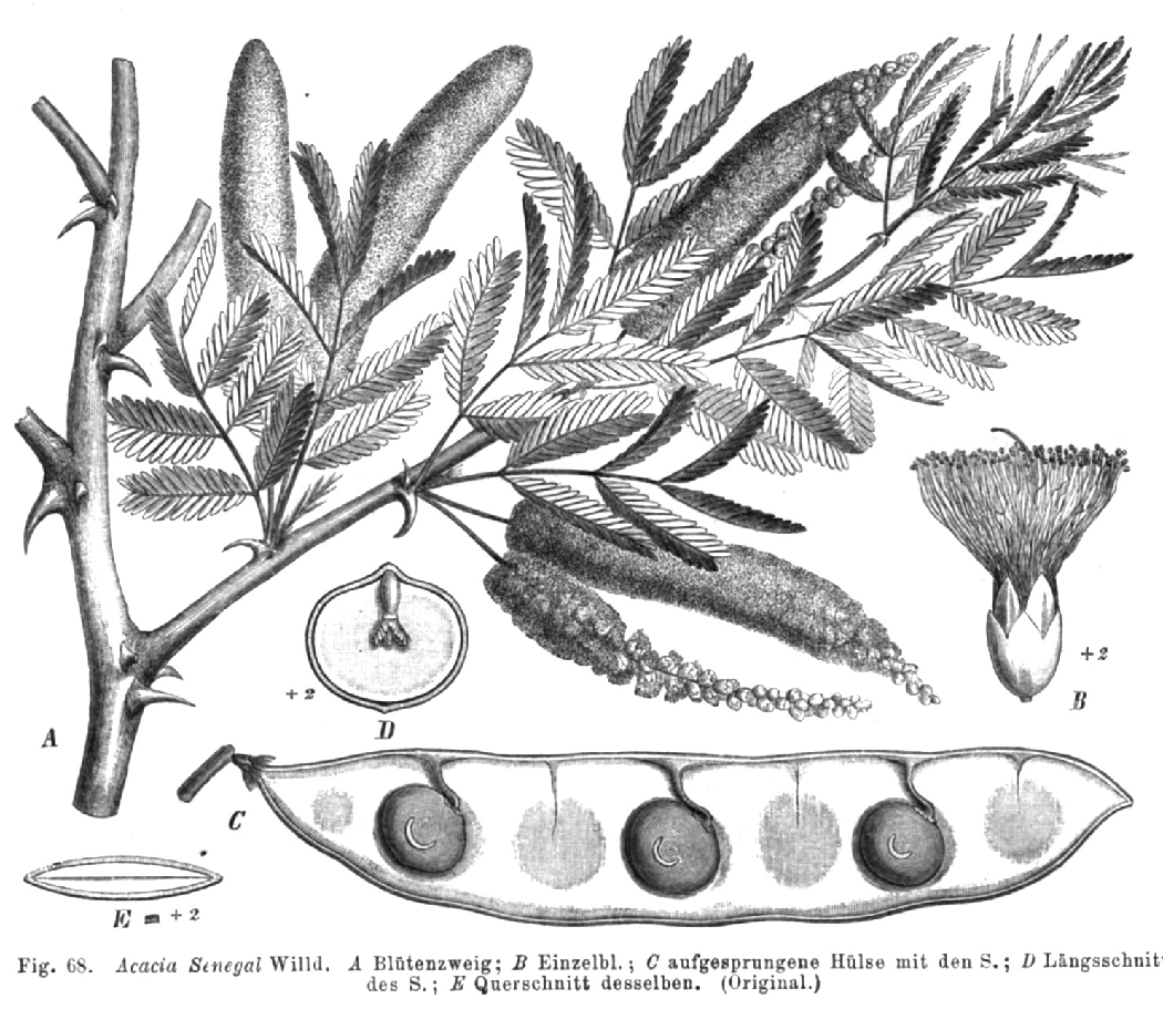 Acacia Senegal (Senegalia Senegal) in Natürliche Pflanzenfamilien. Vol. III, 3, edited by Adolf Engler. Illustration by Paul Taubert, 1891