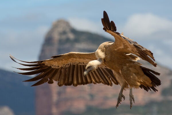 Gyps fulvus in flight