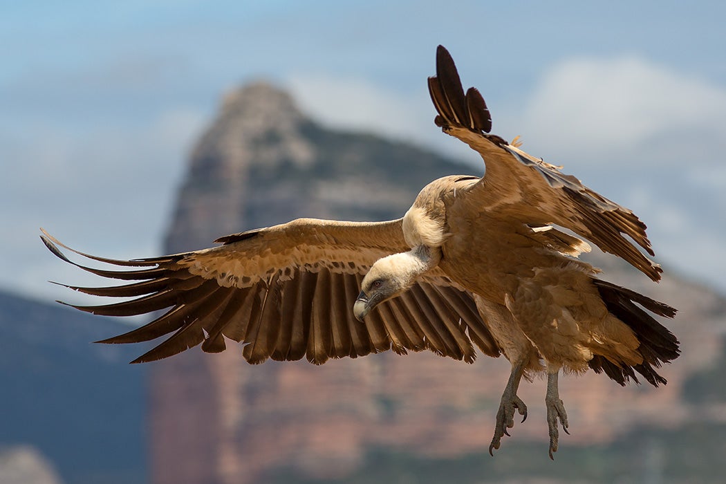 Gyps fulvus in flight