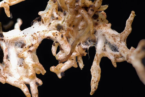 Ectomycorrhizal fungi
