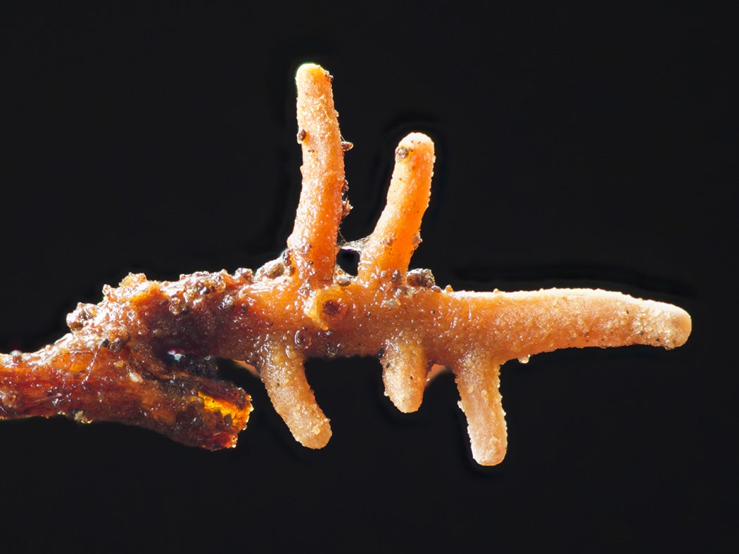 Ectomycorrhizal fungi