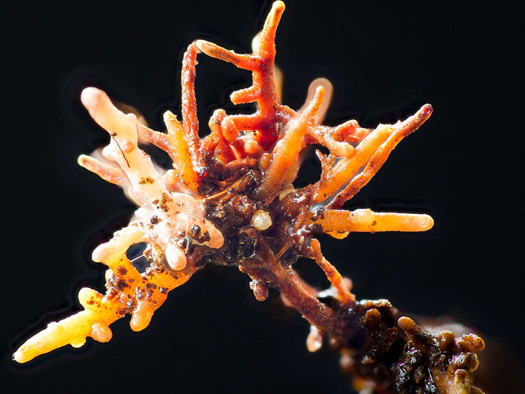 Ectomycorrhizal fungi