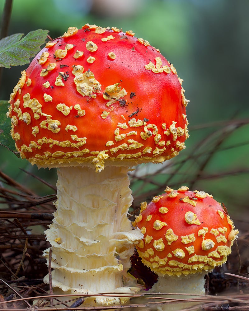 Amanita muscaria mushroom