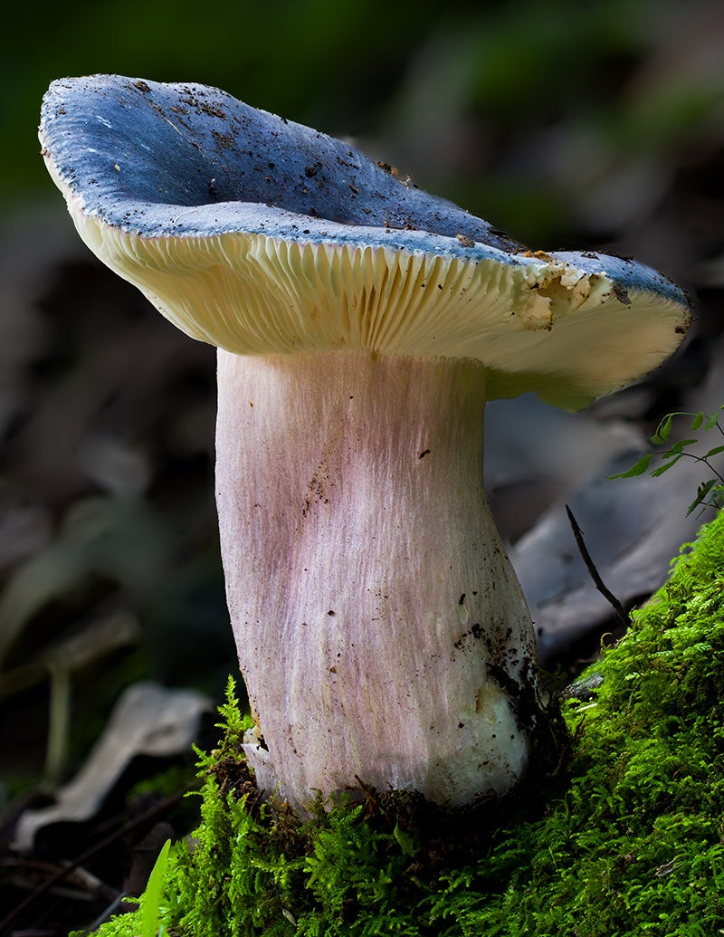 Russula. Image courtesy of the author.