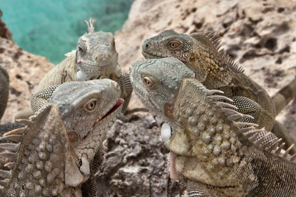 Green Iguanas