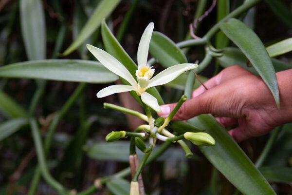 Vanilla production in Taha'a.
