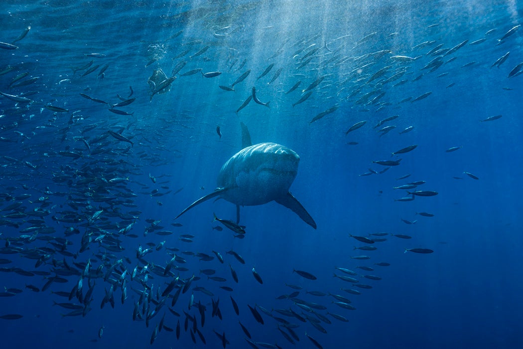 A white shark swimming through a school of mackerel in the Pacific ocean
