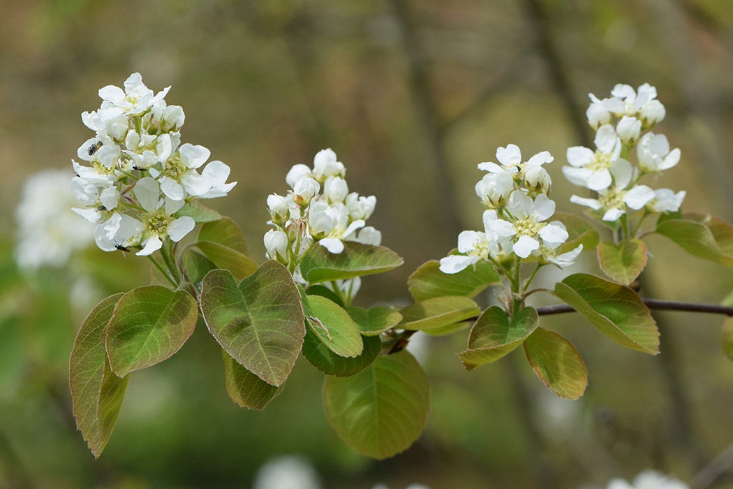 Amelanchier flowers with visiting insects. 